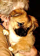 Tibetan Spaniel